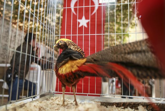 بالصور.. واصبح للدجاج ملكة جمال!